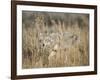 Mountain Coyote, Canis latrans Lestes, Grand Teton National Park, Wyoming-Maresa Pryor-Framed Photographic Print