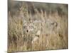 Mountain Coyote, Canis latrans Lestes, Grand Teton National Park, Wyoming-Maresa Pryor-Mounted Photographic Print