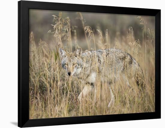 Mountain Coyote, Canis latrans Lestes, Grand Teton National Park, Wyoming-Maresa Pryor-Framed Photographic Print
