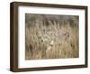 Mountain Coyote, Canis latrans Lestes, Grand Teton National Park, Wyoming-Maresa Pryor-Framed Photographic Print