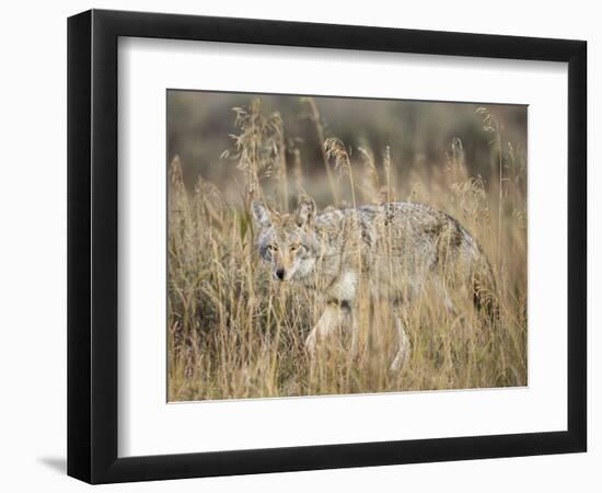 Mountain Coyote, Canis latrans Lestes, Grand Teton National Park, Wyoming-Maresa Pryor-Framed Photographic Print