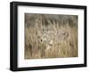 Mountain Coyote, Canis latrans Lestes, Grand Teton National Park, Wyoming-Maresa Pryor-Framed Photographic Print