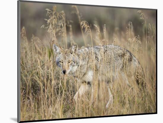 Mountain Coyote, Canis latrans Lestes, Grand Teton National Park, Wyoming-Maresa Pryor-Mounted Photographic Print
