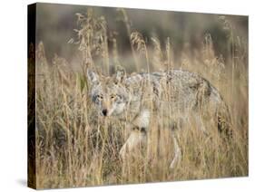 Mountain Coyote, Canis latrans Lestes, Grand Teton National Park, Wyoming-Maresa Pryor-Stretched Canvas