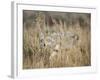 Mountain Coyote, Canis latrans Lestes, Grand Teton National Park, Wyoming-Maresa Pryor-Framed Photographic Print