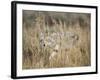 Mountain Coyote, Canis latrans Lestes, Grand Teton National Park, Wyoming-Maresa Pryor-Framed Photographic Print