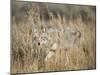 Mountain Coyote, Canis latrans Lestes, Grand Teton National Park, Wyoming-Maresa Pryor-Mounted Photographic Print