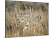 Mountain Coyote, Canis latrans Lestes, Grand Teton National Park, Wyoming-Maresa Pryor-Stretched Canvas