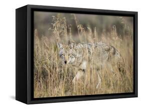 Mountain Coyote, Canis latrans Lestes, Grand Teton National Park, Wyoming-Maresa Pryor-Framed Stretched Canvas