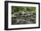 Mountain creek flowing through dense forest woods near the Appalachian Trail, North Carolina, Unite-Jon Reaves-Framed Photographic Print