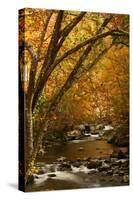 Mountain creek with fall colors, Smoky Mountains, Tennessee-Anna Miller-Stretched Canvas