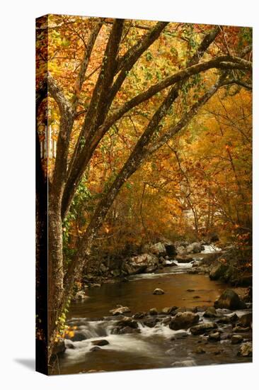 Mountain creek with fall colors, Smoky Mountains, Tennessee-Anna Miller-Stretched Canvas