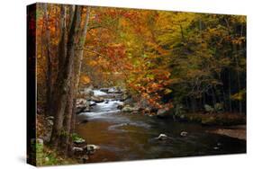 Mountain creek with fall colors, Smoky Mountains, Tennessee-Anna Miller-Stretched Canvas