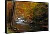 Mountain creek with fall colors, Smoky Mountains, Tennessee-Anna Miller-Framed Stretched Canvas