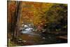 Mountain creek with fall colors, Smoky Mountains, Tennessee-Anna Miller-Stretched Canvas