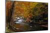 Mountain creek with fall colors, Smoky Mountains, Tennessee-Anna Miller-Mounted Photographic Print