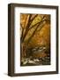 Mountain creek with fall colors, Smoky Mountains, Tennessee-Anna Miller-Framed Photographic Print