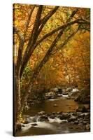 Mountain creek with fall colors, Smoky Mountains, Tennessee-Anna Miller-Stretched Canvas