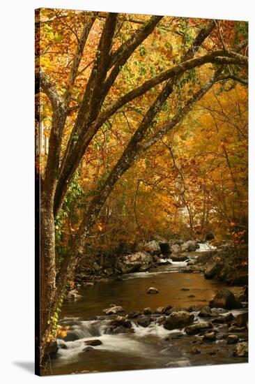 Mountain creek with fall colors, Smoky Mountains, Tennessee-Anna Miller-Stretched Canvas