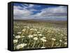 Mountain Daisies, Old Woman Conservation Area, Central Otago, South Island, New Zealand-David Wall-Framed Stretched Canvas