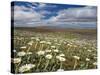 Mountain Daisies, Old Woman Conservation Area, Central Otago, South Island, New Zealand-David Wall-Stretched Canvas