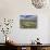 Mountain Daisies, Old Woman Conservation Area, Central Otago, South Island, New Zealand-David Wall-Photographic Print displayed on a wall