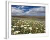 Mountain Daisies, Old Woman Conservation Area, Central Otago, South Island, New Zealand-David Wall-Framed Photographic Print