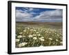 Mountain Daisies, Old Woman Conservation Area, Central Otago, South Island, New Zealand-David Wall-Framed Photographic Print
