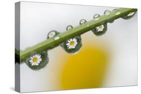 Mountain Daisy (Leucanthemum Adustum) Seen Multiple Times in Water Droplets on a Blade of Grass-Giesbers-Stretched Canvas