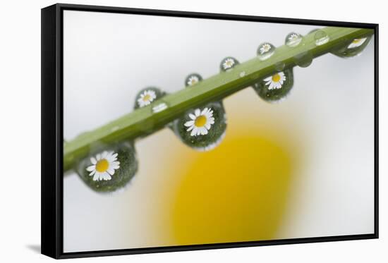 Mountain Daisy (Leucanthemum Adustum) Seen Multiple Times in Water Droplets on a Blade of Grass-Giesbers-Framed Stretched Canvas