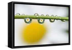 Mountain Daisy (Leucanthemum Adustum) Seen Multiple Times in Water Droplets on a Blade of Grass-Giesbers-Framed Stretched Canvas