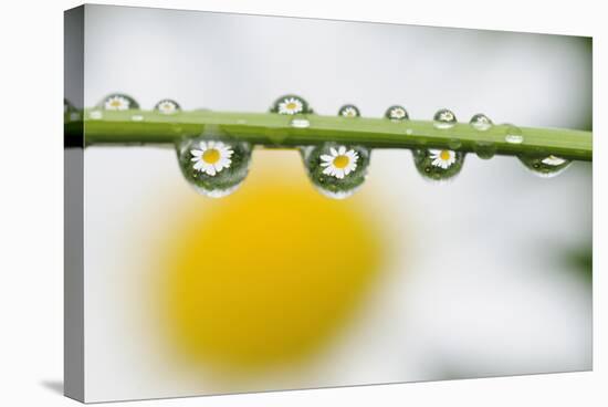 Mountain Daisy (Leucanthemum Adustum) Seen Multiple Times in Water Droplets on a Blade of Grass-Giesbers-Stretched Canvas