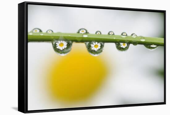 Mountain Daisy (Leucanthemum Adustum) Seen Multiple Times in Water Droplets on a Blade of Grass-Giesbers-Framed Stretched Canvas