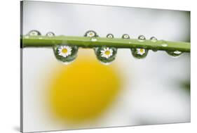 Mountain Daisy (Leucanthemum Adustum) Seen Multiple Times in Water Droplets on a Blade of Grass-Giesbers-Stretched Canvas