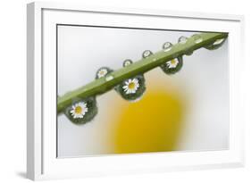 Mountain Daisy (Leucanthemum Adustum) Seen Multiple Times in Water Droplets on a Blade of Grass-Giesbers-Framed Photographic Print