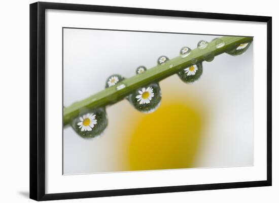 Mountain Daisy (Leucanthemum Adustum) Seen Multiple Times in Water Droplets on a Blade of Grass-Giesbers-Framed Photographic Print