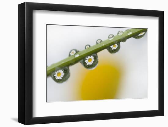 Mountain Daisy (Leucanthemum Adustum) Seen Multiple Times in Water Droplets on a Blade of Grass-Giesbers-Framed Photographic Print