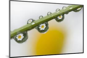 Mountain Daisy (Leucanthemum Adustum) Seen Multiple Times in Water Droplets on a Blade of Grass-Giesbers-Mounted Photographic Print