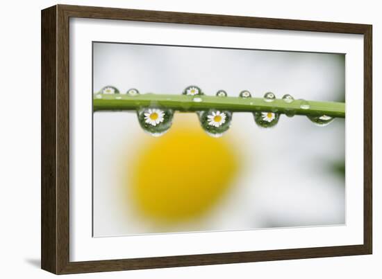 Mountain Daisy (Leucanthemum Adustum) Seen Multiple Times in Water Droplets on a Blade of Grass-Giesbers-Framed Photographic Print