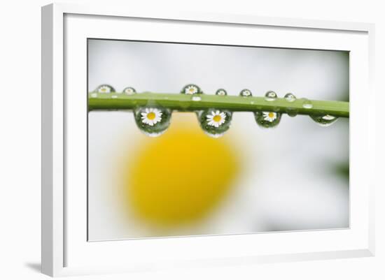 Mountain Daisy (Leucanthemum Adustum) Seen Multiple Times in Water Droplets on a Blade of Grass-Giesbers-Framed Photographic Print