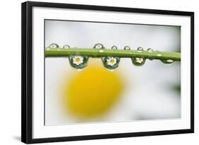 Mountain Daisy (Leucanthemum Adustum) Seen Multiple Times in Water Droplets on a Blade of Grass-Giesbers-Framed Photographic Print