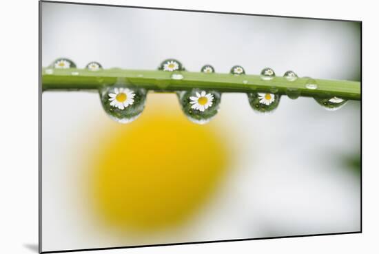 Mountain Daisy (Leucanthemum Adustum) Seen Multiple Times in Water Droplets on a Blade of Grass-Giesbers-Mounted Photographic Print