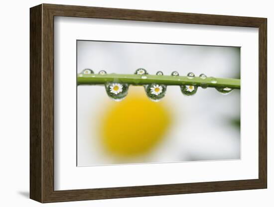 Mountain Daisy (Leucanthemum Adustum) Seen Multiple Times in Water Droplets on a Blade of Grass-Giesbers-Framed Photographic Print