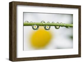 Mountain Daisy (Leucanthemum Adustum) Seen Multiple Times in Water Droplets on a Blade of Grass-Giesbers-Framed Photographic Print