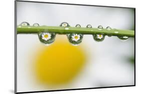 Mountain Daisy (Leucanthemum Adustum) Seen Multiple Times in Water Droplets on a Blade of Grass-Giesbers-Mounted Photographic Print