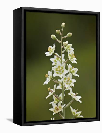 Mountain Death Camas (Zigadenus Elegans), Waterton Lakes Nat'l Park, Alberta, Canada-James Hager-Framed Stretched Canvas