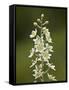 Mountain Death Camas (Zigadenus Elegans), Waterton Lakes Nat'l Park, Alberta, Canada-James Hager-Framed Stretched Canvas