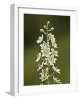 Mountain Death Camas (Zigadenus Elegans), Waterton Lakes Nat'l Park, Alberta, Canada-James Hager-Framed Photographic Print