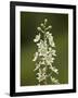 Mountain Death Camas (Zigadenus Elegans), Waterton Lakes Nat'l Park, Alberta, Canada-James Hager-Framed Photographic Print