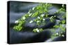 Mountain Dogwood Above the Merced River, California, Usa-Russ Bishop-Stretched Canvas